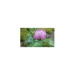 Essenza di fiori selvatici Korte - Red Clover (Trifoglio) 15 ml