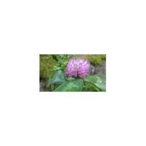 Korte Essence de Fleurs...