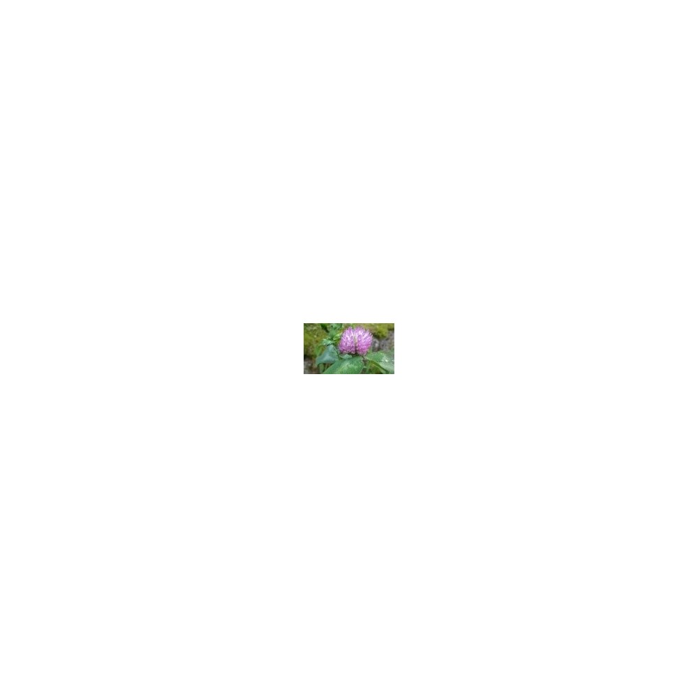 Korte Wildblumenessenz - Rotklee 15 ml