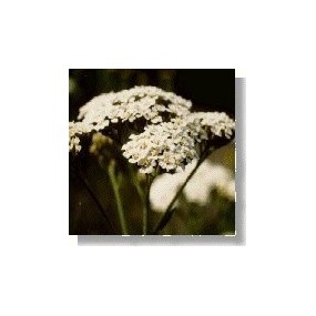 Korte Wildblumenessenz - Schafgarbe (Schafgarbe) 15 ml