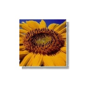 Korte wild flower essence - Sunflower 15 ml