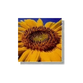 Korte Wildblumenessenz -...