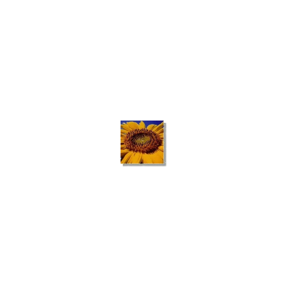 Esencia de flores silvestres corta - Girasol (15 ml)