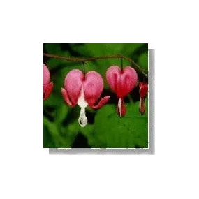 Korte Essence de fleurs...