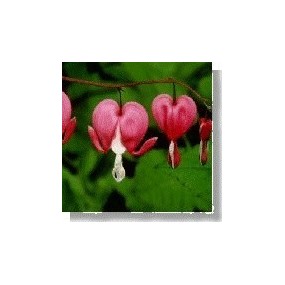 Korte Wild Flower Essence - Bleeding Heart (Dicentra) 15 ml