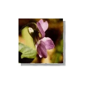 Essence florale sauvage...