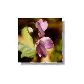 Essenza di fiori selvatici Korte - Violet (Violetta) 15 ml