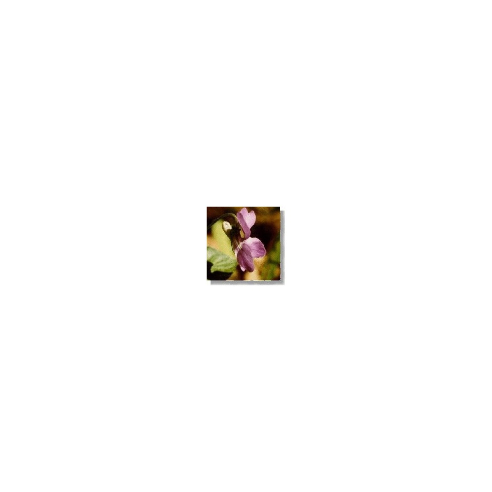 Korte Essence de Fleurs Sauvages - Violette 15 ml