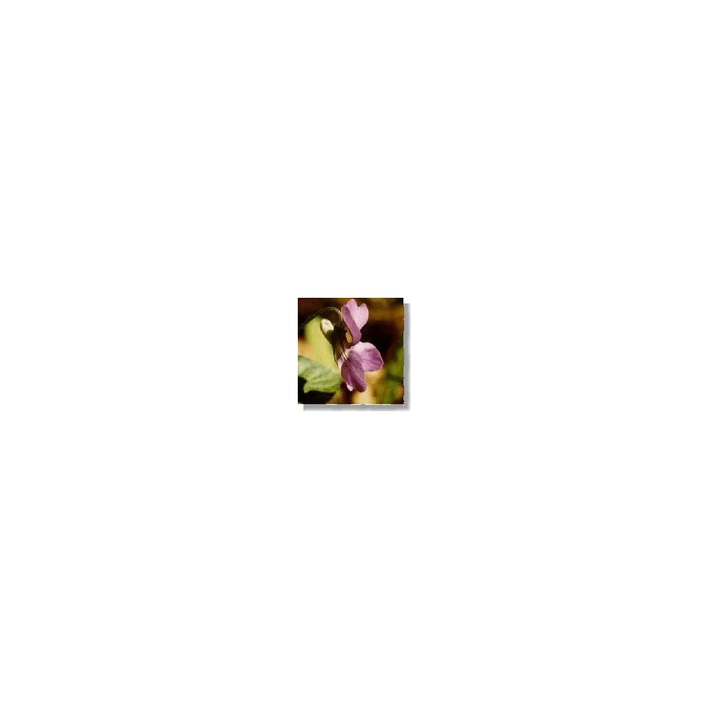 Korte Wildflower Essence - Violet (Violet) 15 ml