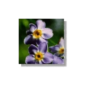 Korte Essence de fleurs...