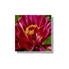 Essenza di fiori selvatici Korte - Zinnia 15 ml