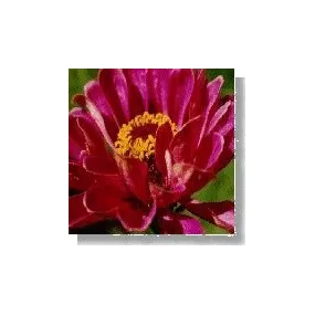 Korte Essence de fleurs...