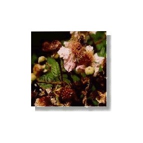 Essenza di fiori selvatici Korte - Blackberry (Mora) 15 ml
