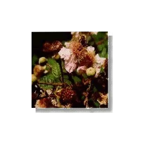 Korte Essence de fleurs...