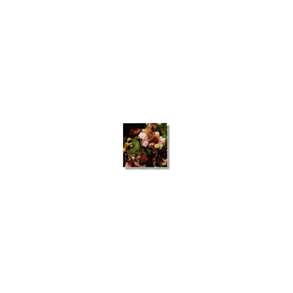 Esencia de flores silvestres Korte - Mora (Mora) 15 ml