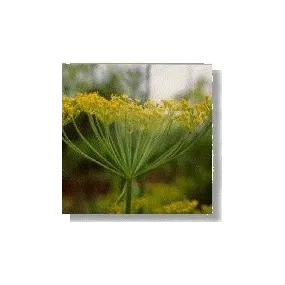 Korte Essence de fleurs...