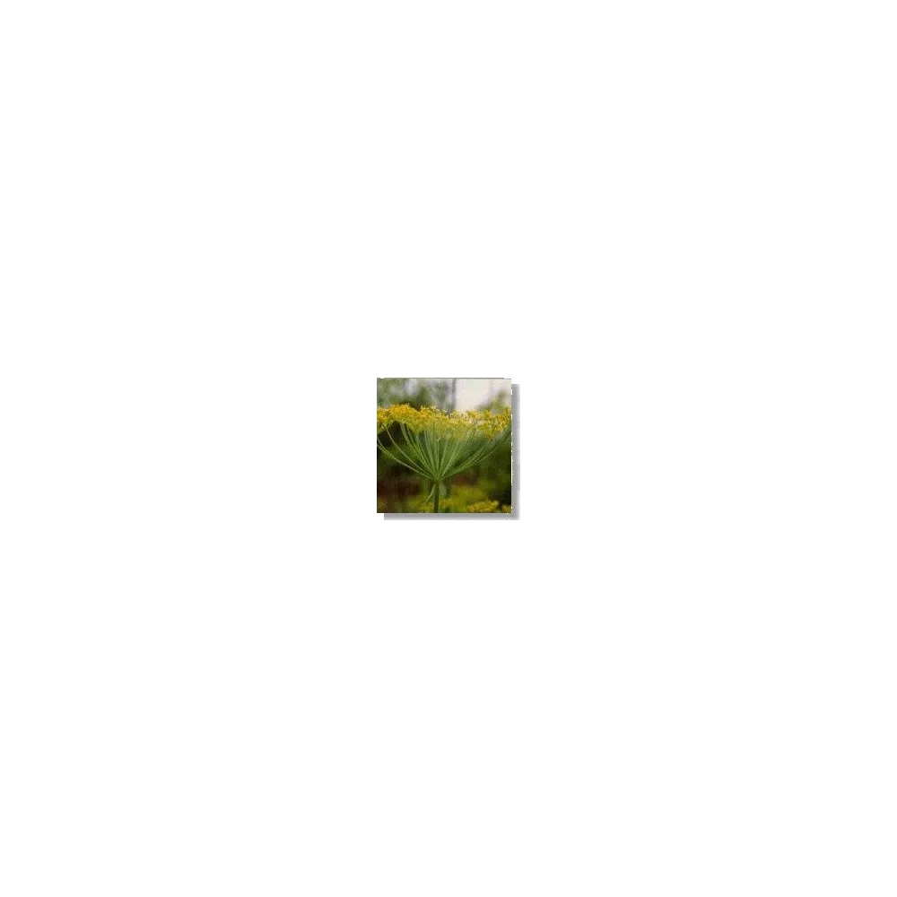 Esencia de Flores Silvestres Korte - Eneldo 15 ml