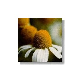 Korte Wild Flower Essence - Chamomile (Chamomile) 15 ml