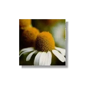 Korte Wildflower Essence -...