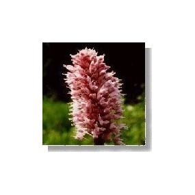 Korte wild flower essence - Bistort (Serpentaria) 15 ml
