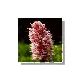 Wildflower Essence Korte - Bistort (Serpentaria) 15 ml