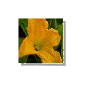 Korte Essence de Fleurs...