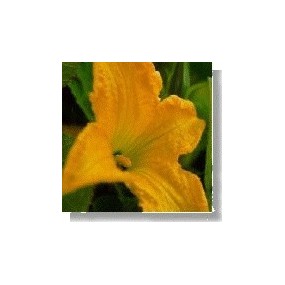 Korte Wild Flower Essence - Courgette (Courgette) 15 ml