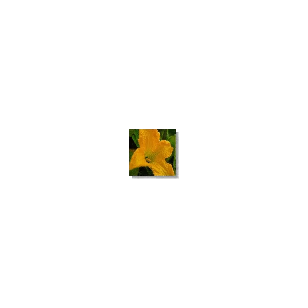 Essence de fleurs sauvages Korte - Courgette (Squash) 15 ml