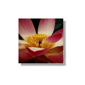 Essenza di fiori selvatici Korte - Lotus (Fior di Loto) 15 ml