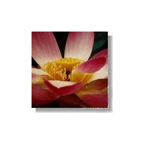 Korte Essence de fleurs...