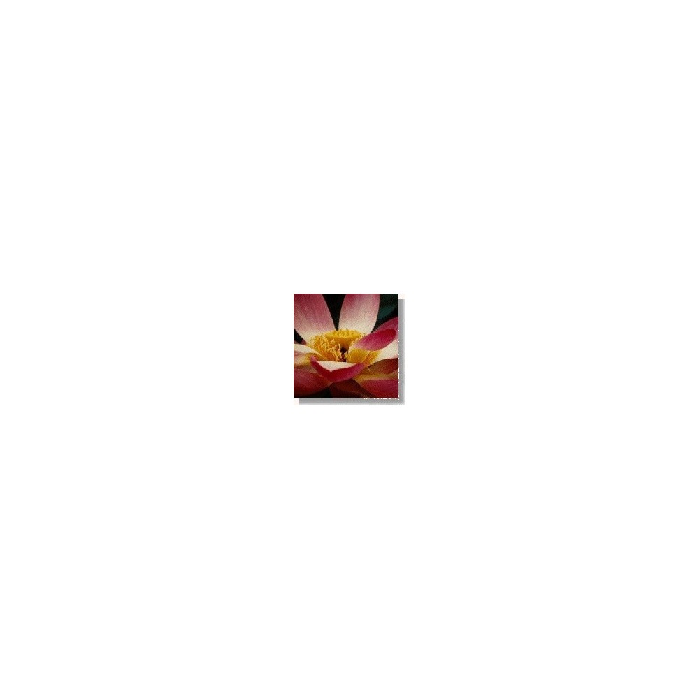 Korte Esencia de Flor Silvestre - Lotus (Flor de Loto) 15 ml