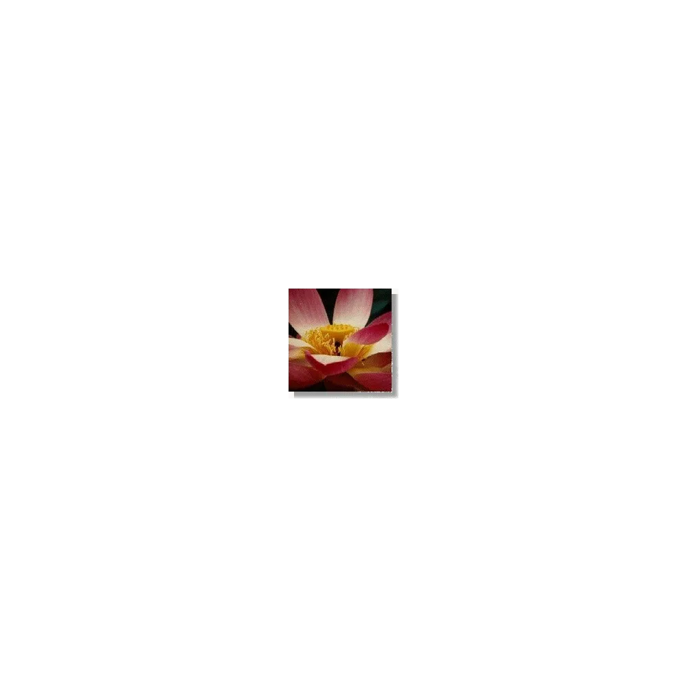 Korte Wildflower Essence - Lotus (Lotus Flower) 15 ml