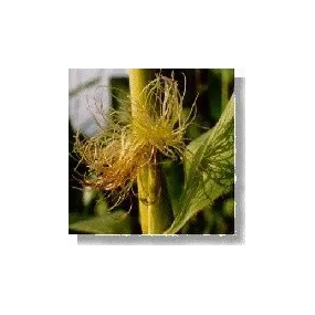 Esencia de Flores...