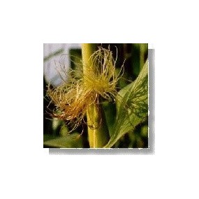 Essenza di fiori selvatici Korte - Corn (Granoturco) 15 ml