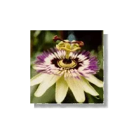 Essence de fleurs sauvages...