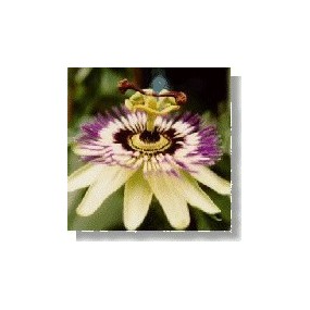 Korte esencia de flores silvestres - Pasiflora (Passiflora) 15 ml