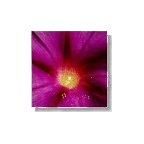 Essence florale sauvage...