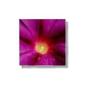 Korte Wild Flower Essence - Morning Glory (Climbing Bellflower) 15 ml