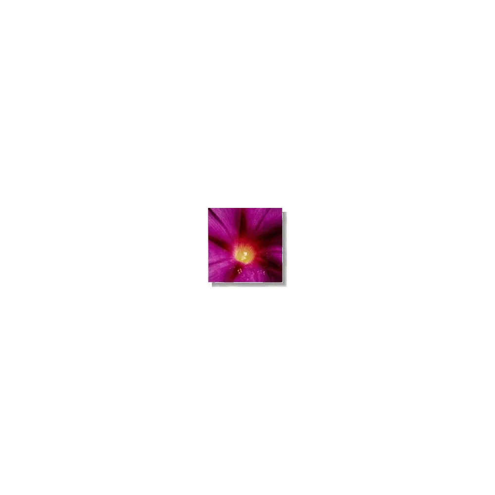 Korte Wildflower Essence - Morning Glory (Climbing Bell) 15 ml