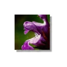Esencia de flores silvestres Korte - Salvia (Salvia) 15 ml