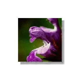 Korte Essence de fleurs...