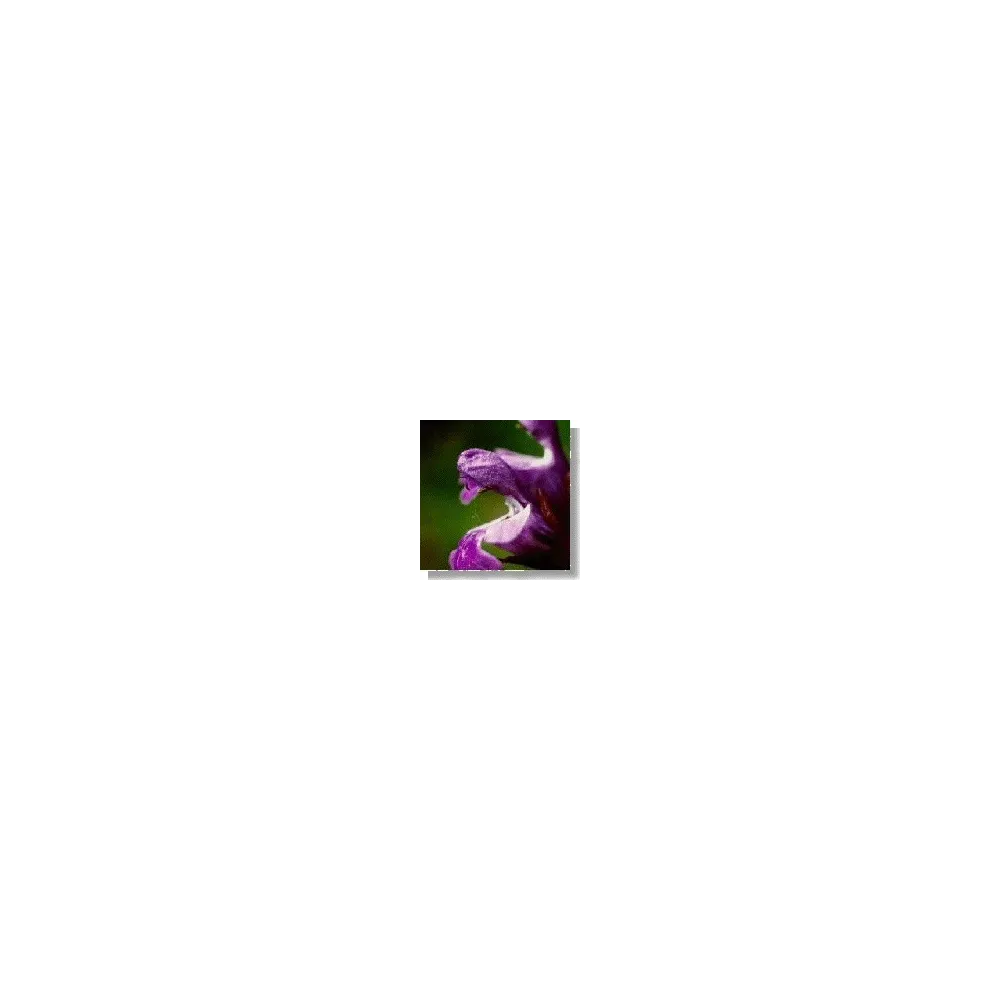 Korte Wildflower Essence - Sage (Salvia) 15 ml