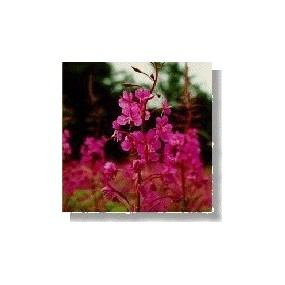 Essenza di fiori selvatici Korte - Fireweed (Epilobium) 15 ml