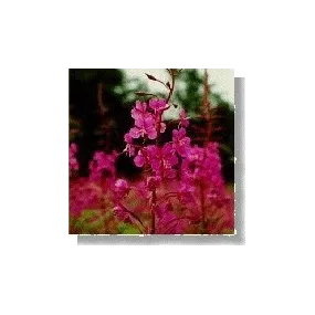 Korte Essence de fleurs...