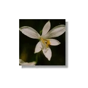 Esencia de flores...