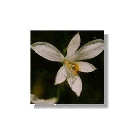 Korte Wild Flower Essence - Paradise Lily 15 ml