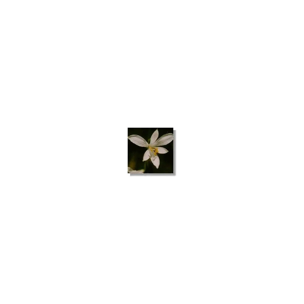 Korte Wildflower Essence - Paradise Lily (Lily of Paradise) 15 ml