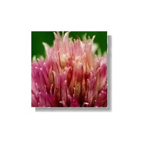 Essenza di fiori selvatici Korte - Meadow Garlic (Aglio di Campo) 15 ml