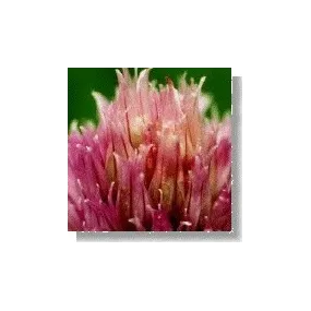 Korte Wild Flower Essence - Meadow Garlic (Field Garlic) 15 ml