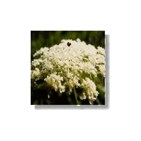 Korte Essence de Fleurs...